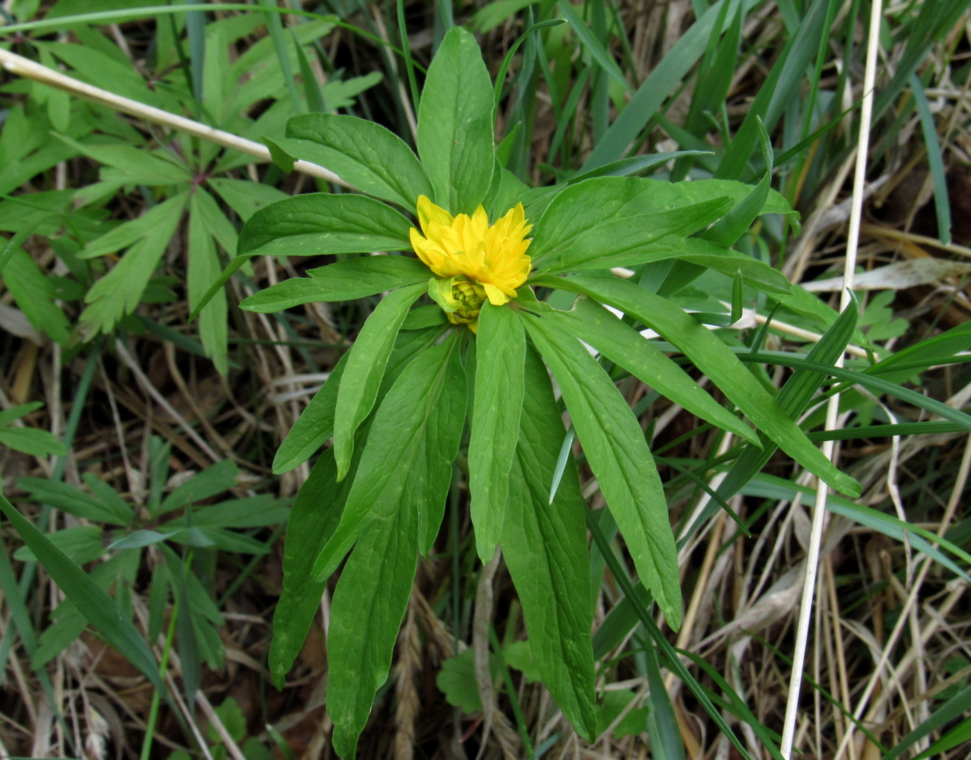 Image of Anemone jenisseensis specimen.