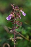 Teucrium multinodum. Верхушка цветущего растения. Республика Абхазия, окр. Нового Афона. 20.08.2009.