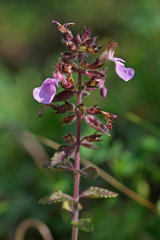 Изображение особи Teucrium multinodum.