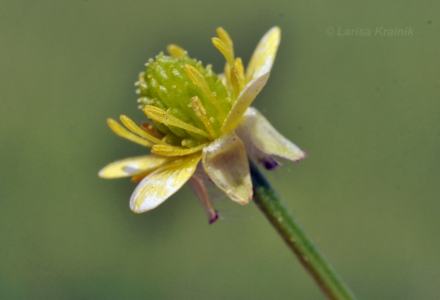 Изображение особи Ranunculus chinensis.