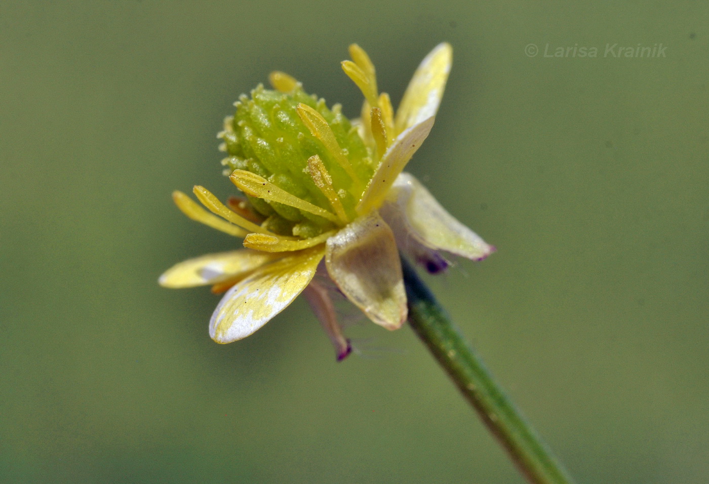 Image of Ranunculus chinensis specimen.