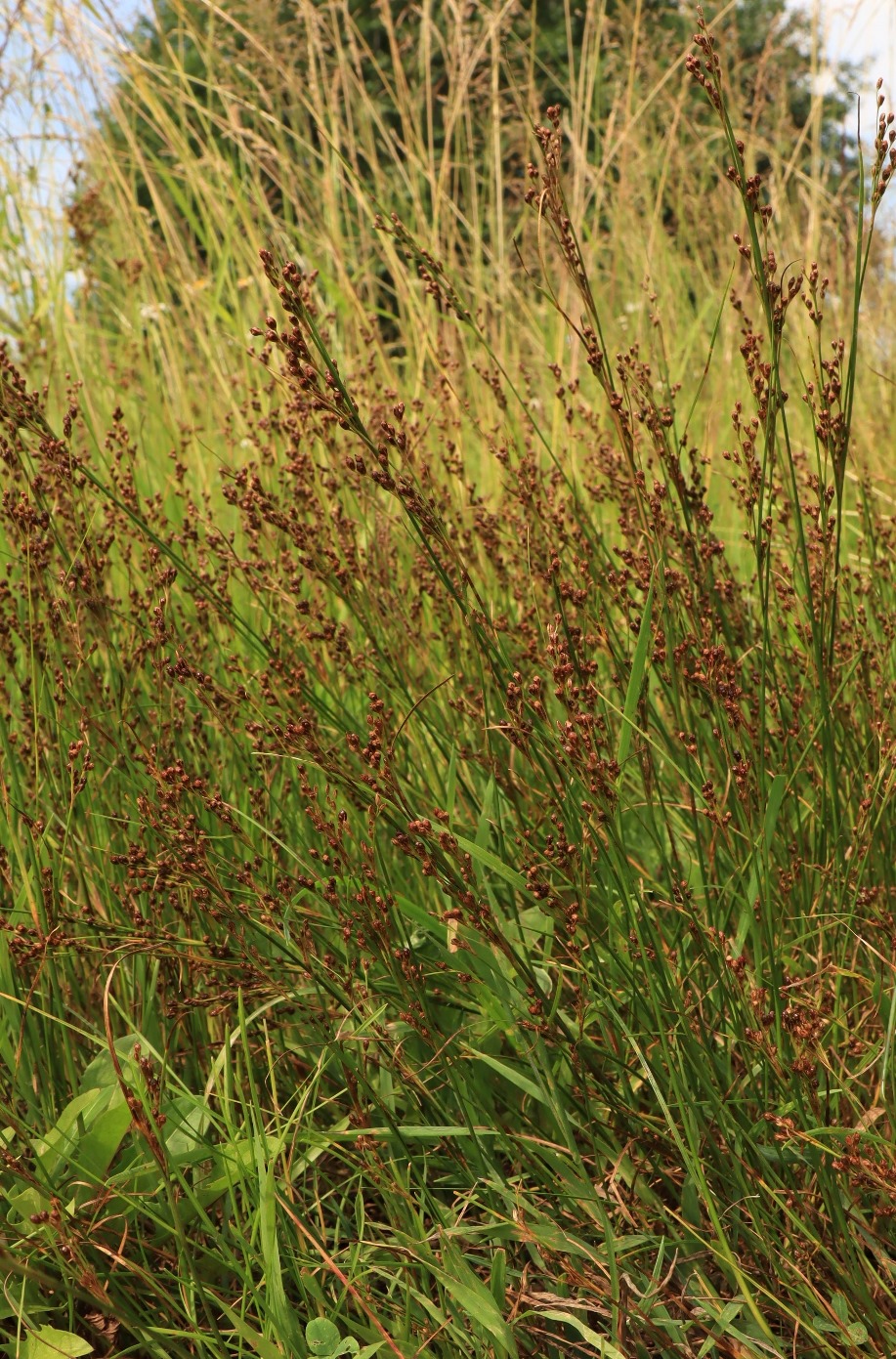 Изображение особи Juncus compressus.