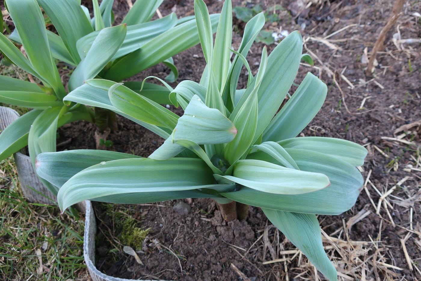 Image of Allium aflatunense specimen.