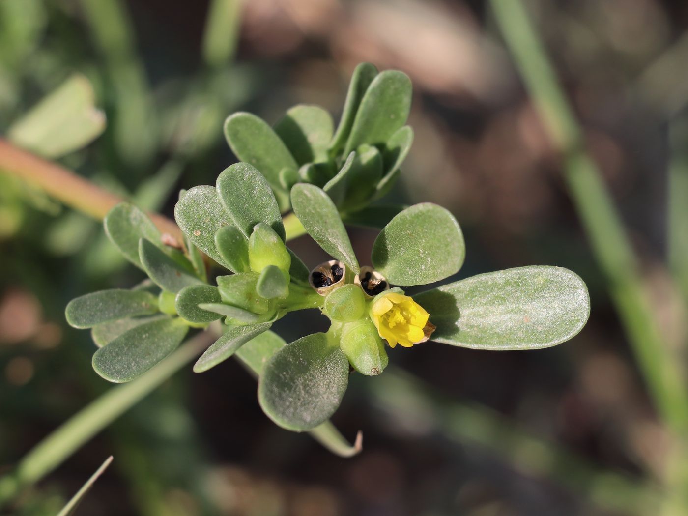 Изображение особи Portulaca oleracea.