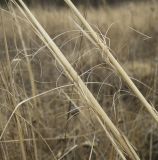 Stipa capillata