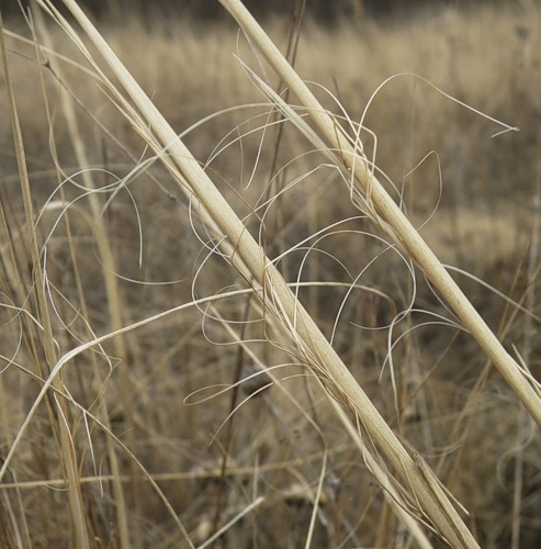 Изображение особи Stipa capillata.