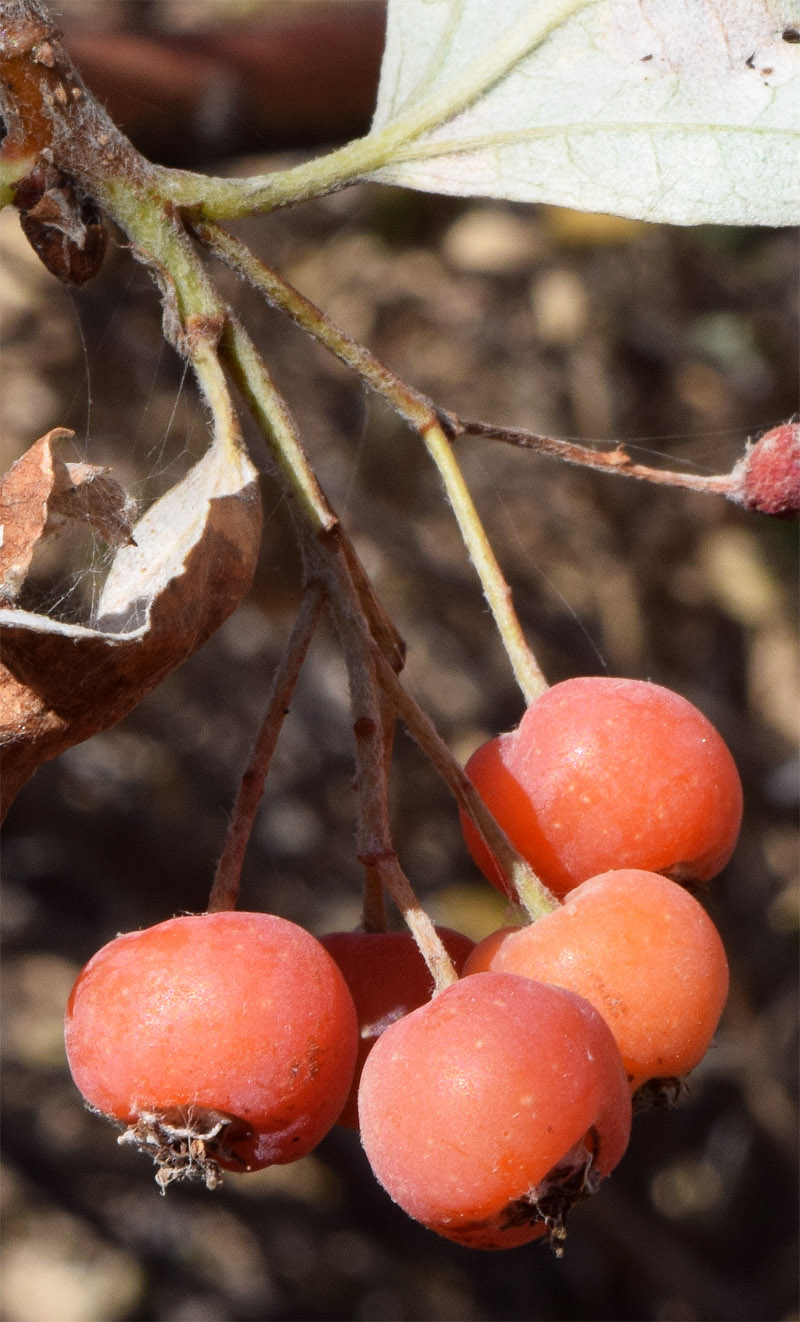 Image of Sorbus persica specimen.