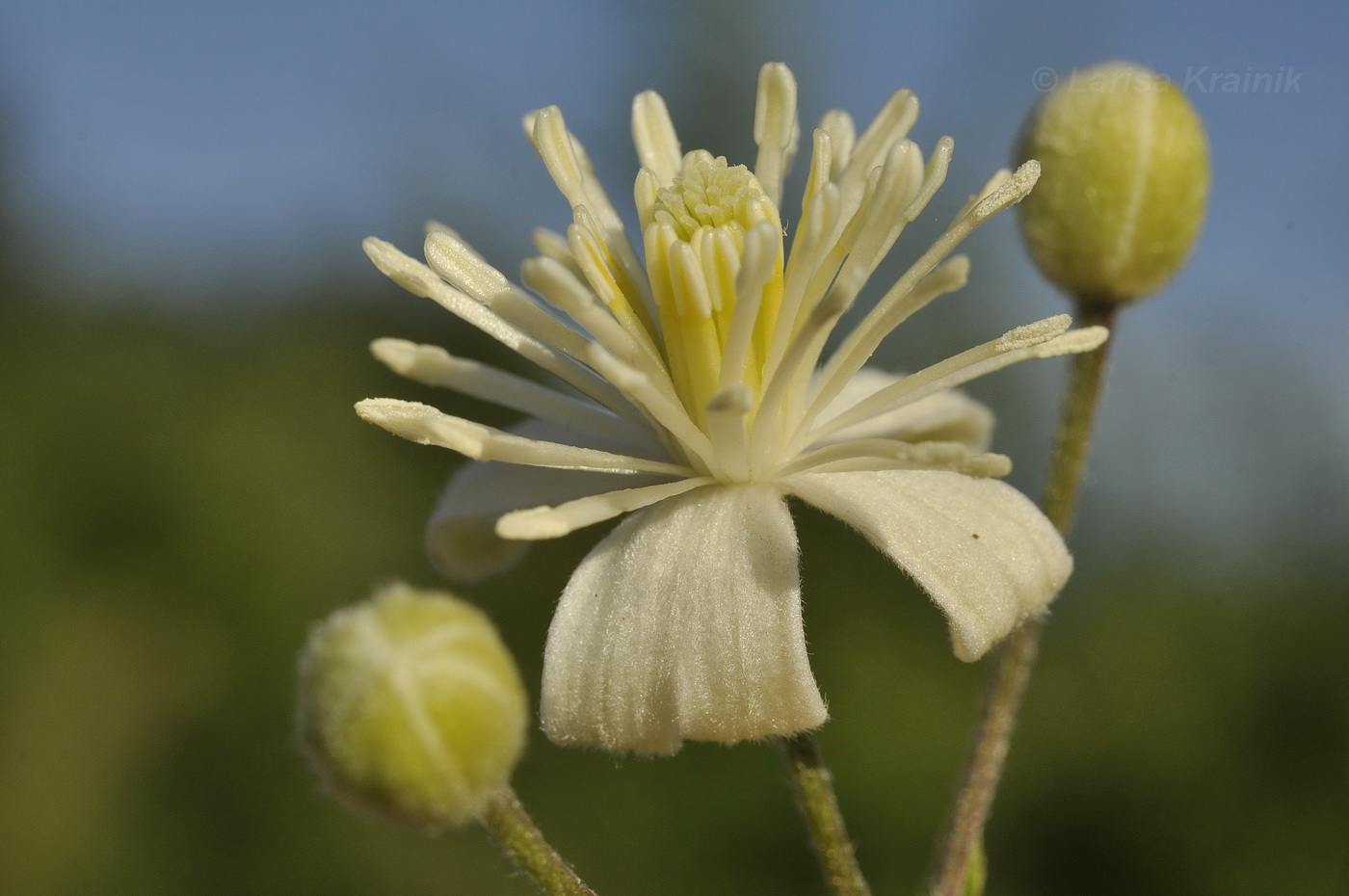 Image of Clematis vitalba specimen.