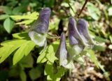 Aconitum stoloniferum. Цветки. Приморский край, Владивостокский ГО, Ботанический сад, широколиственный лес, вдоль тропинки при спуске к водоему. 12.09.2021.