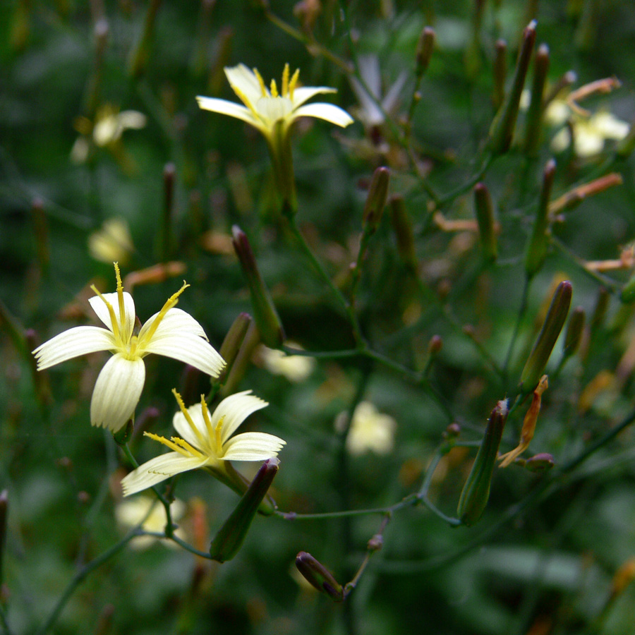 Изображение особи Mycelis muralis.