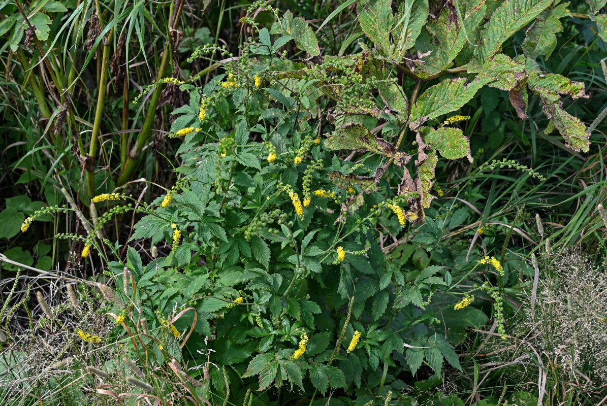 Image of Agrimonia granulosa specimen.