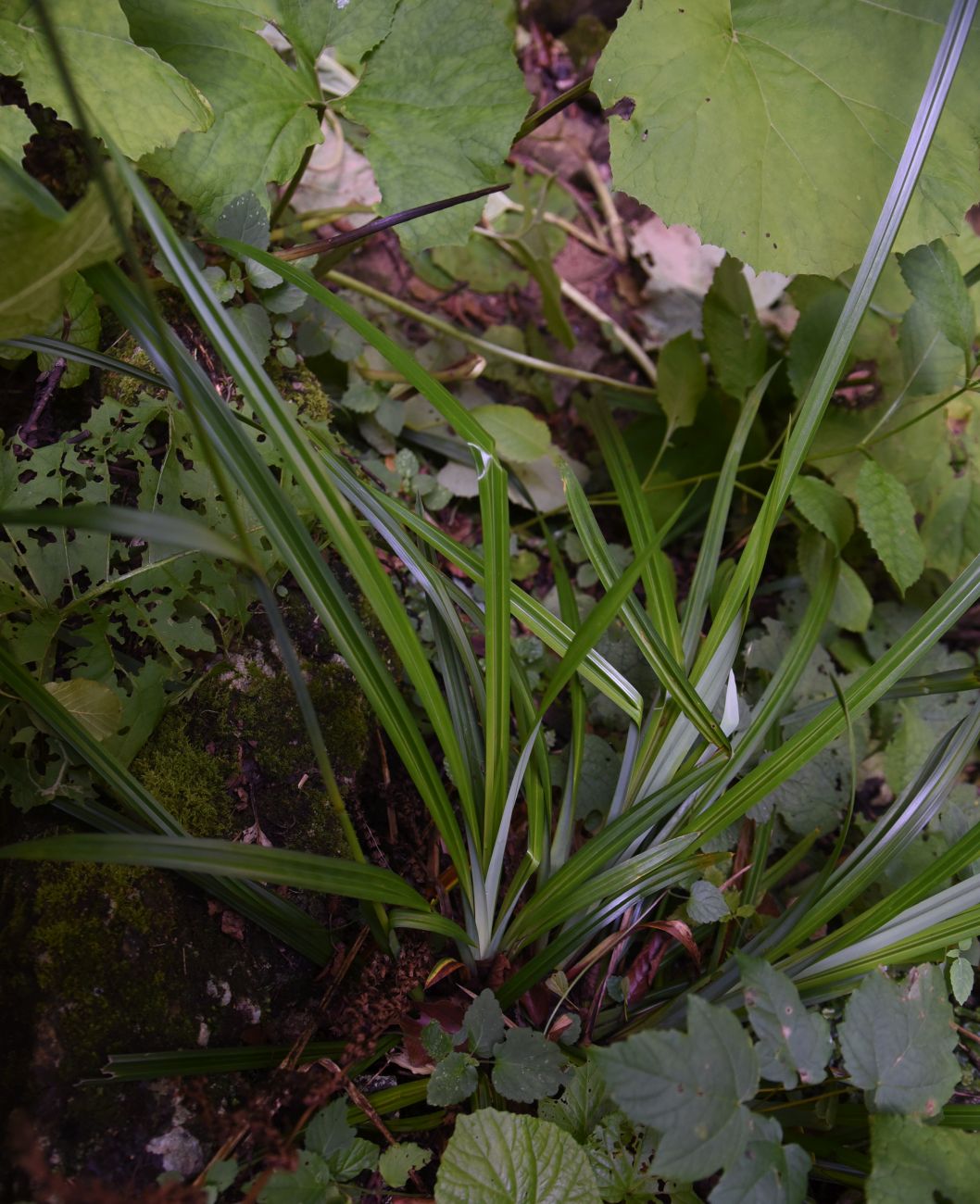Изображение особи Carex pendula.