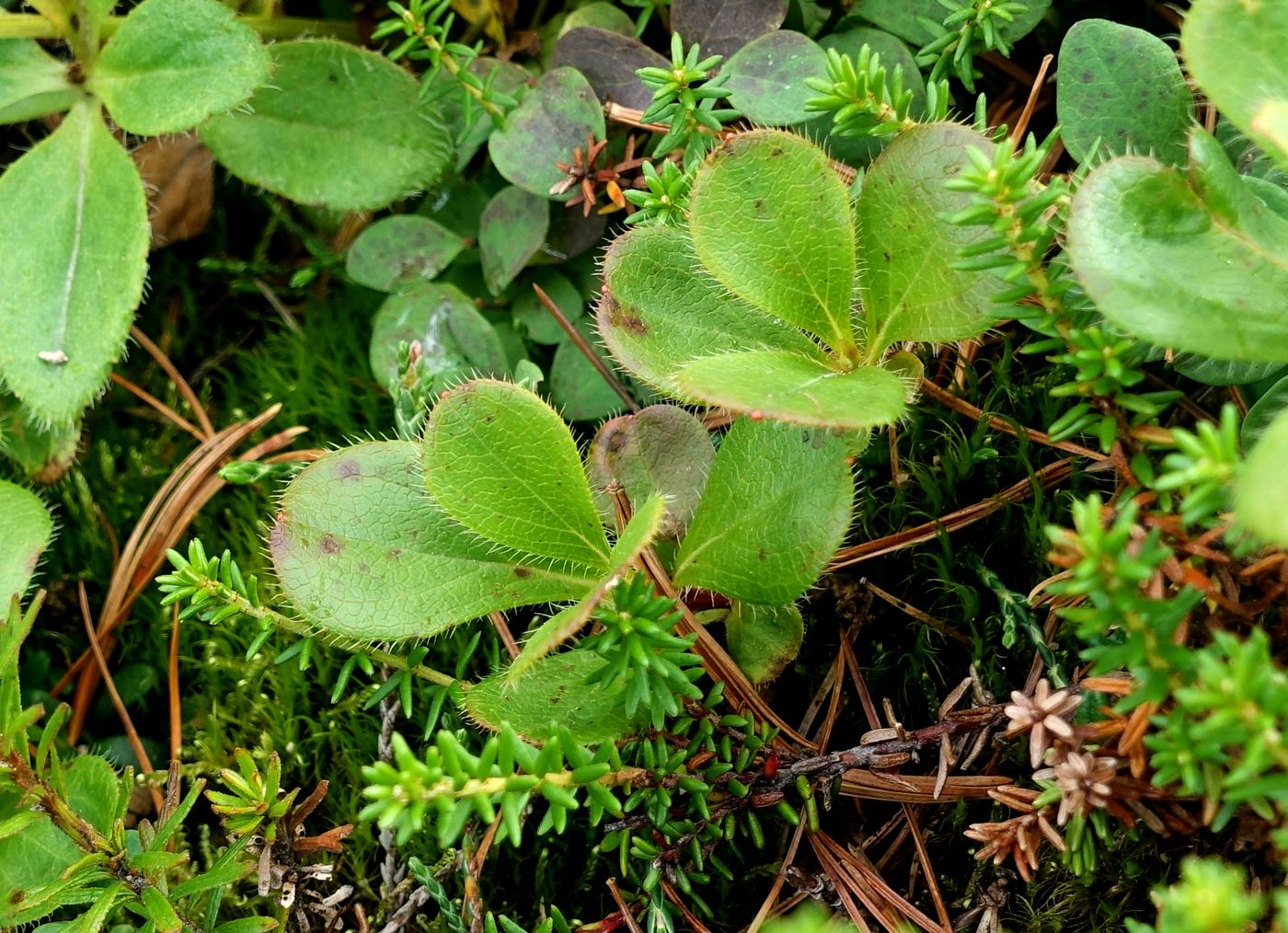 Image of Rhododendron camtschaticum specimen.