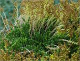 Sedum sexangulare