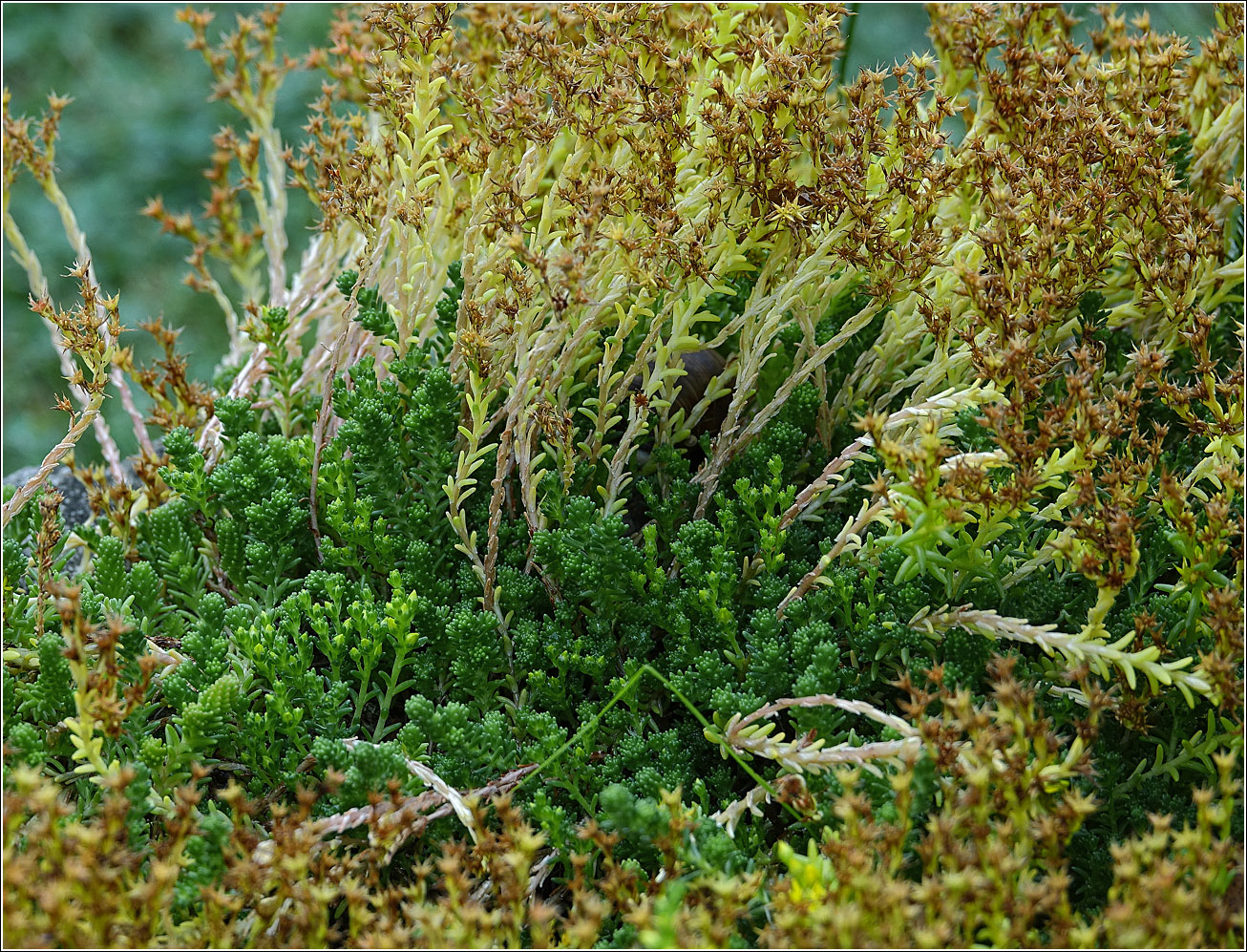 Изображение особи Sedum sexangulare.