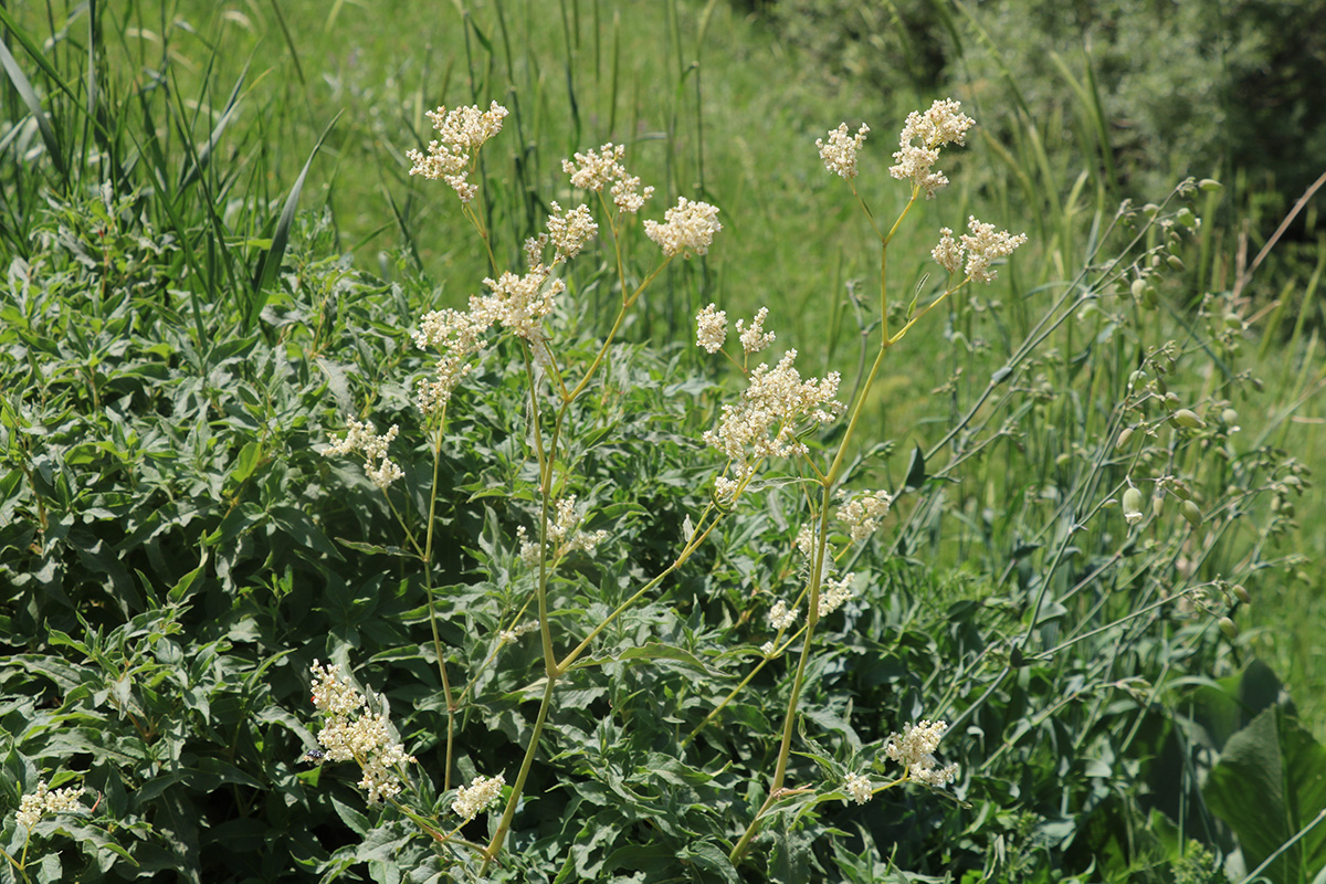 Изображение особи Aconogonon alpinum.