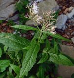 Eupatorium cannabinum