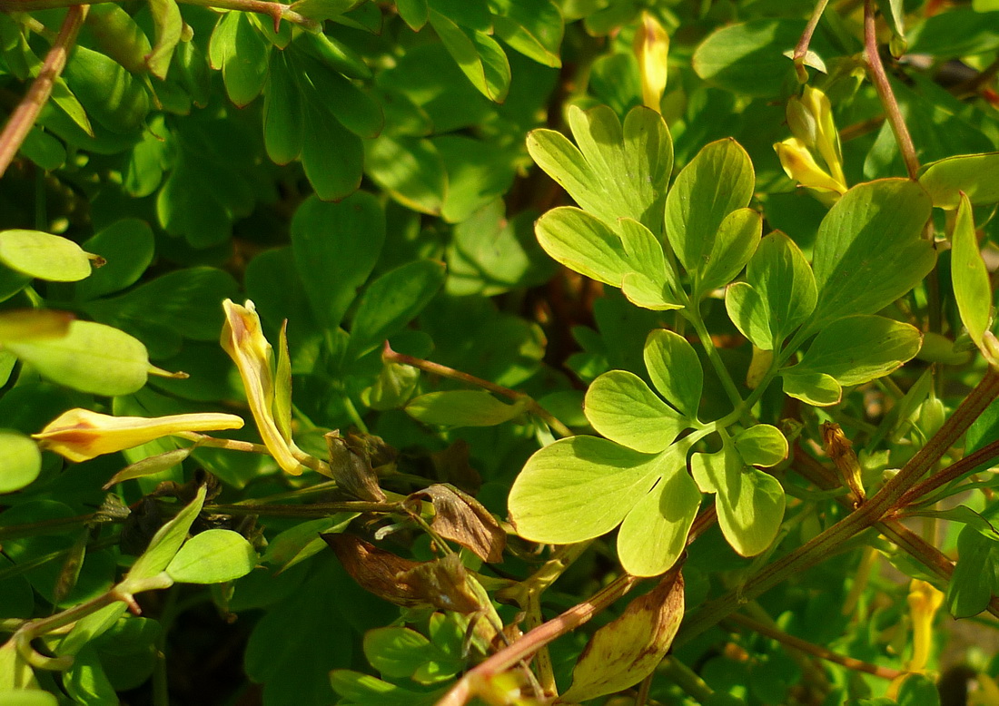 Изображение особи Corydalis ochotensis.