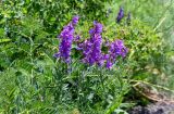 Vicia tenuifolia