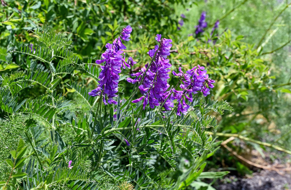 Image of Vicia tenuifolia specimen.