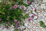 Trifolium pratense