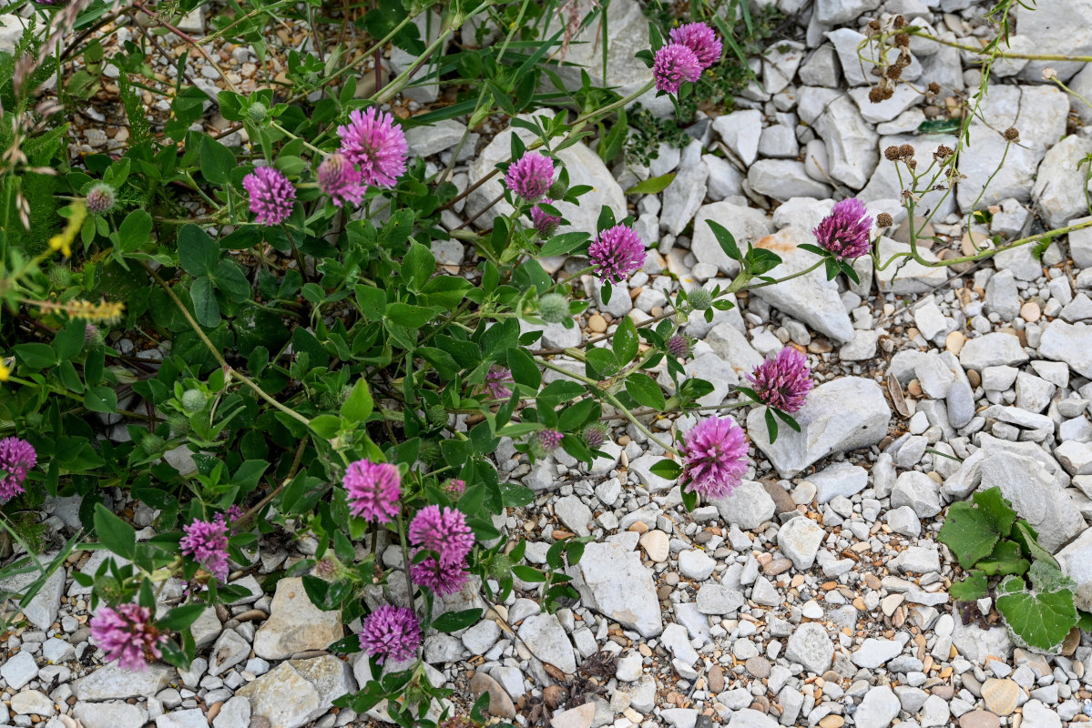 Изображение особи Trifolium pratense.