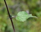 Scutellaria подвид elatior