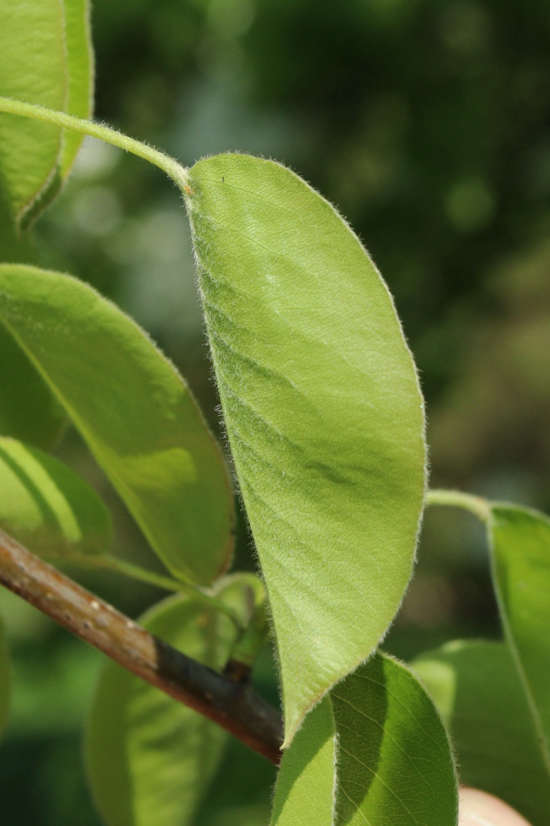 Image of Pyrus communis specimen.