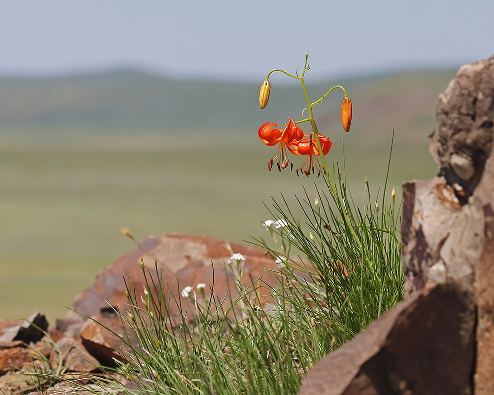 Image of Lilium pumilum specimen.