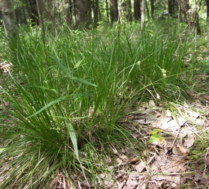 Изображение особи Carex pilulifera.