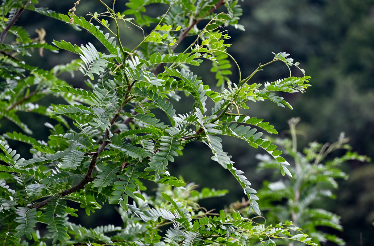 Image of Gleditsia triacanthos specimen.