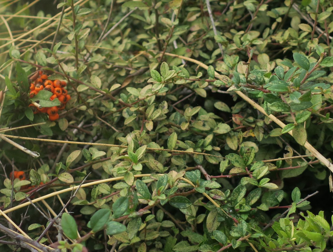 Изображение особи род Pyracantha.