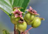 Crataegus pinnatifida