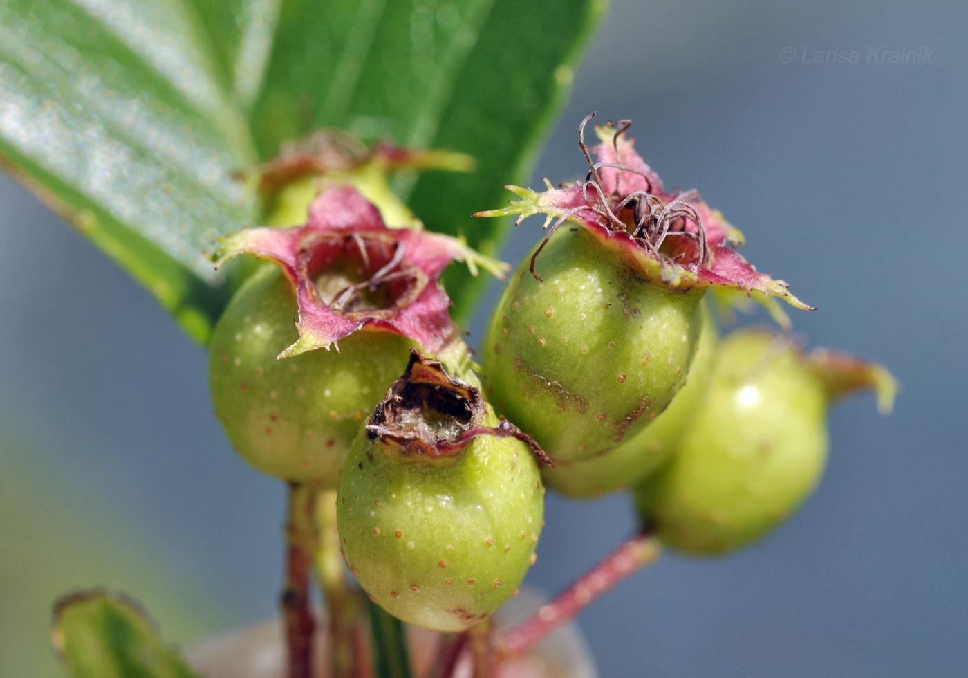 Изображение особи Crataegus pinnatifida.