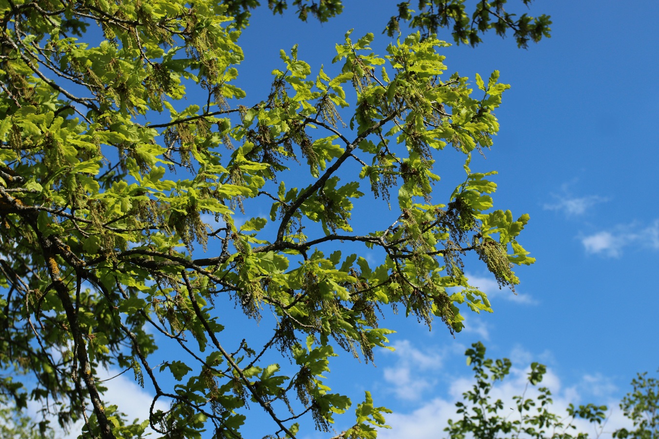 Image of Quercus robur specimen.