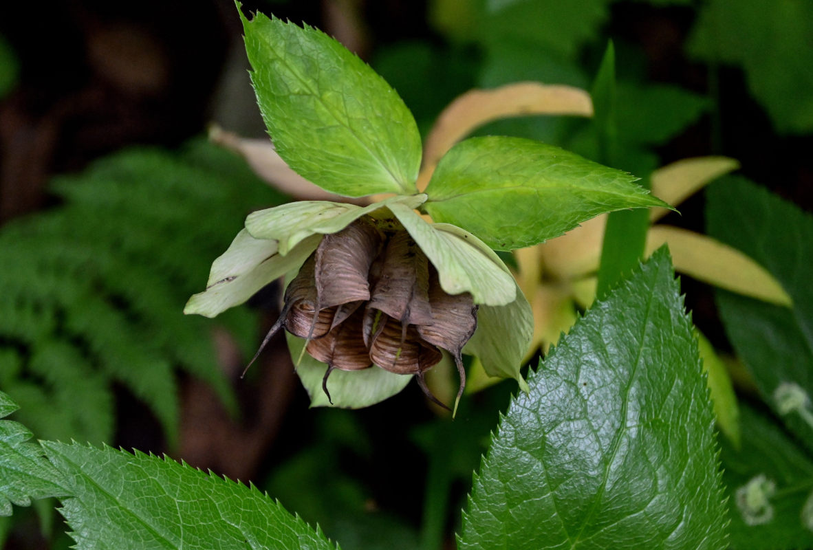 Изображение особи Helleborus caucasicus.