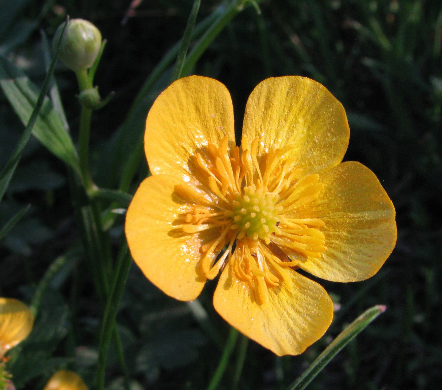 Image of Ranunculus repens specimen.