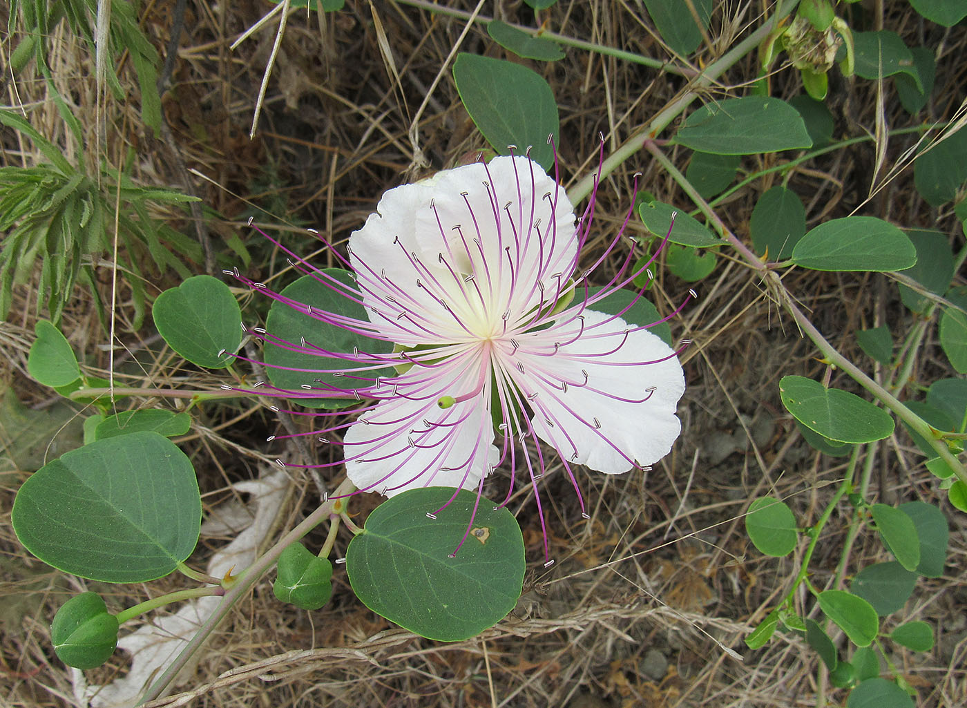 Изображение особи Capparis orientalis.