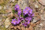 Primula amoena