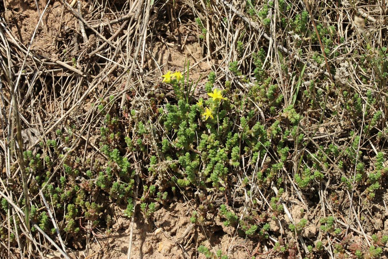 Image of Sedum acre specimen.