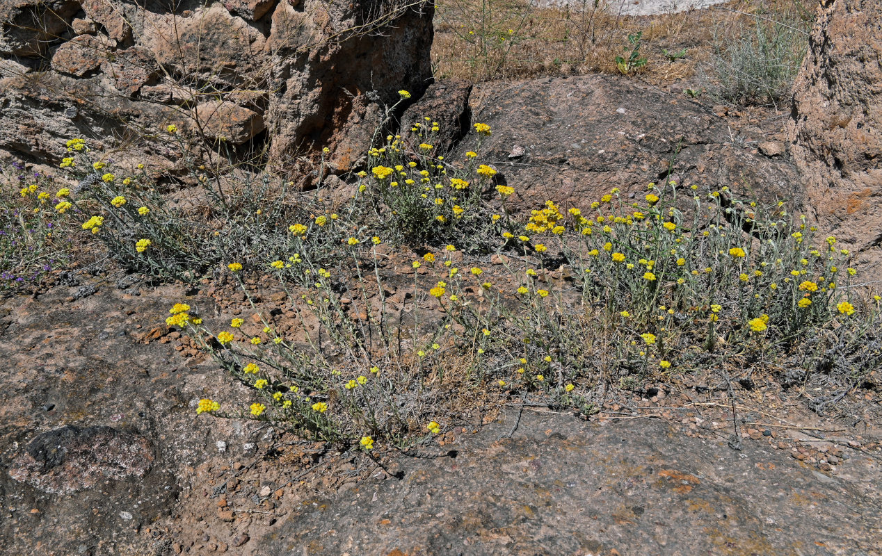 Изображение особи Helichrysum arenarium.