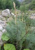 Myricaria bracteata. Плодоносящее растение. Чечня, Шаройский р-н, долина р. Цесиахк, 1 км ниже водопада Цеси. 11 августа 2023 г.
