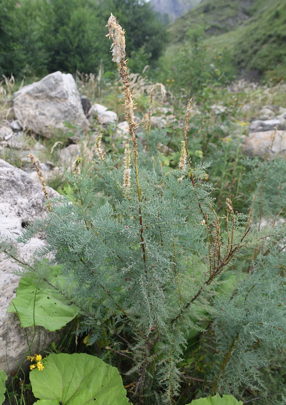 Изображение особи Myricaria bracteata.