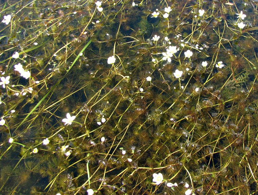 Image of Ranunculus circinatus specimen.