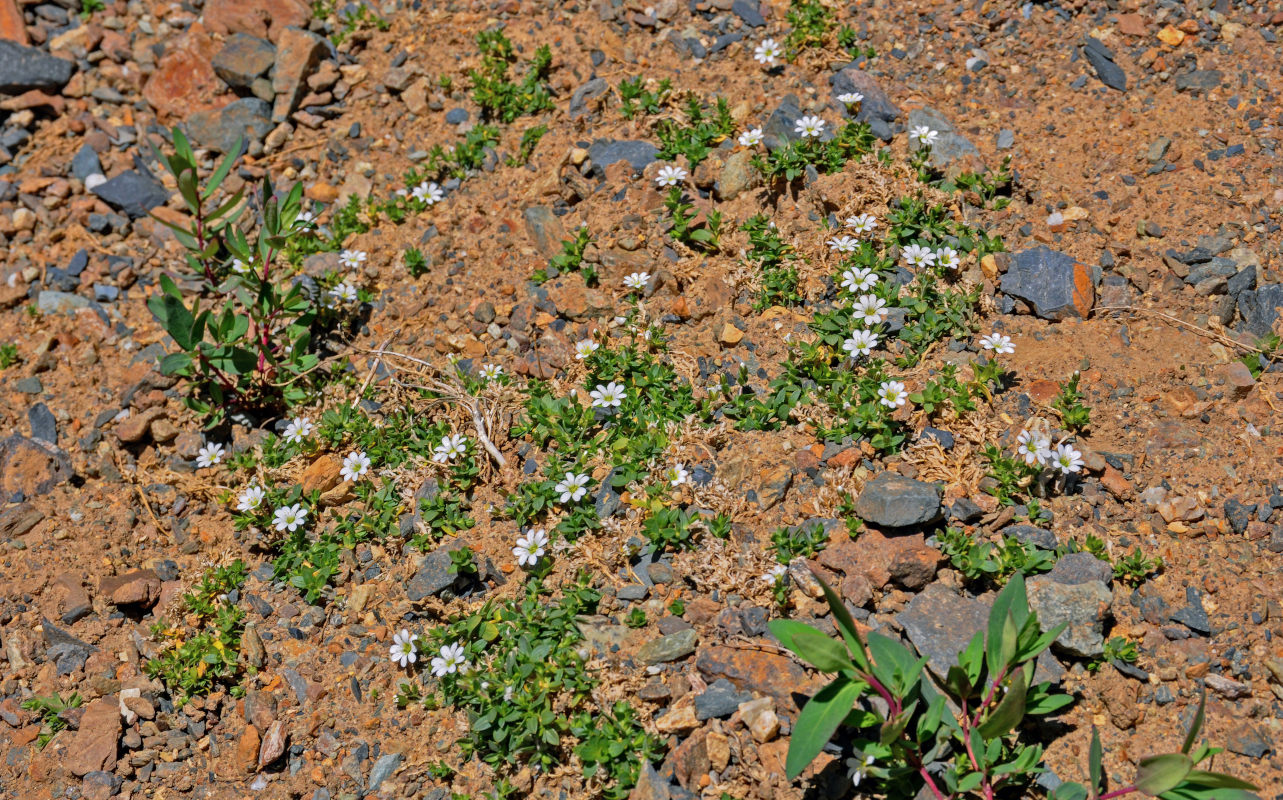 Image of Mesostemma martjanovii specimen.