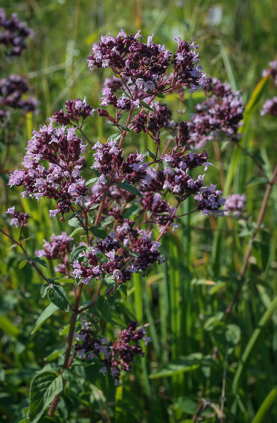 Изображение особи Origanum vulgare.