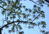 Pinus montezumae. Ветвь. Крым, г. Алупка, Воронцовский парк, в культуре. 21 августа 2015 г.