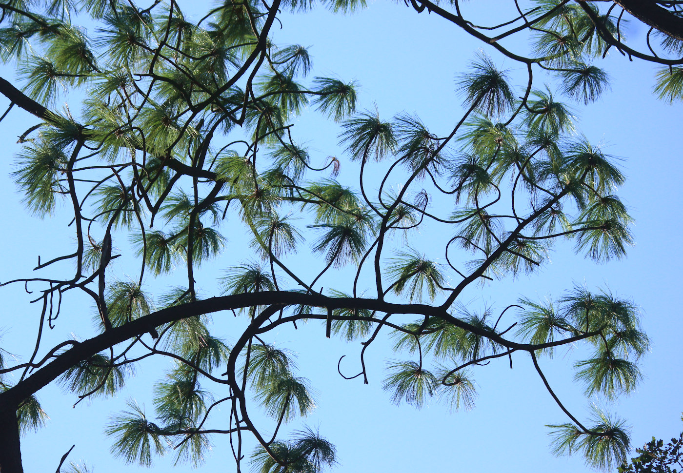 Image of Pinus montezumae specimen.