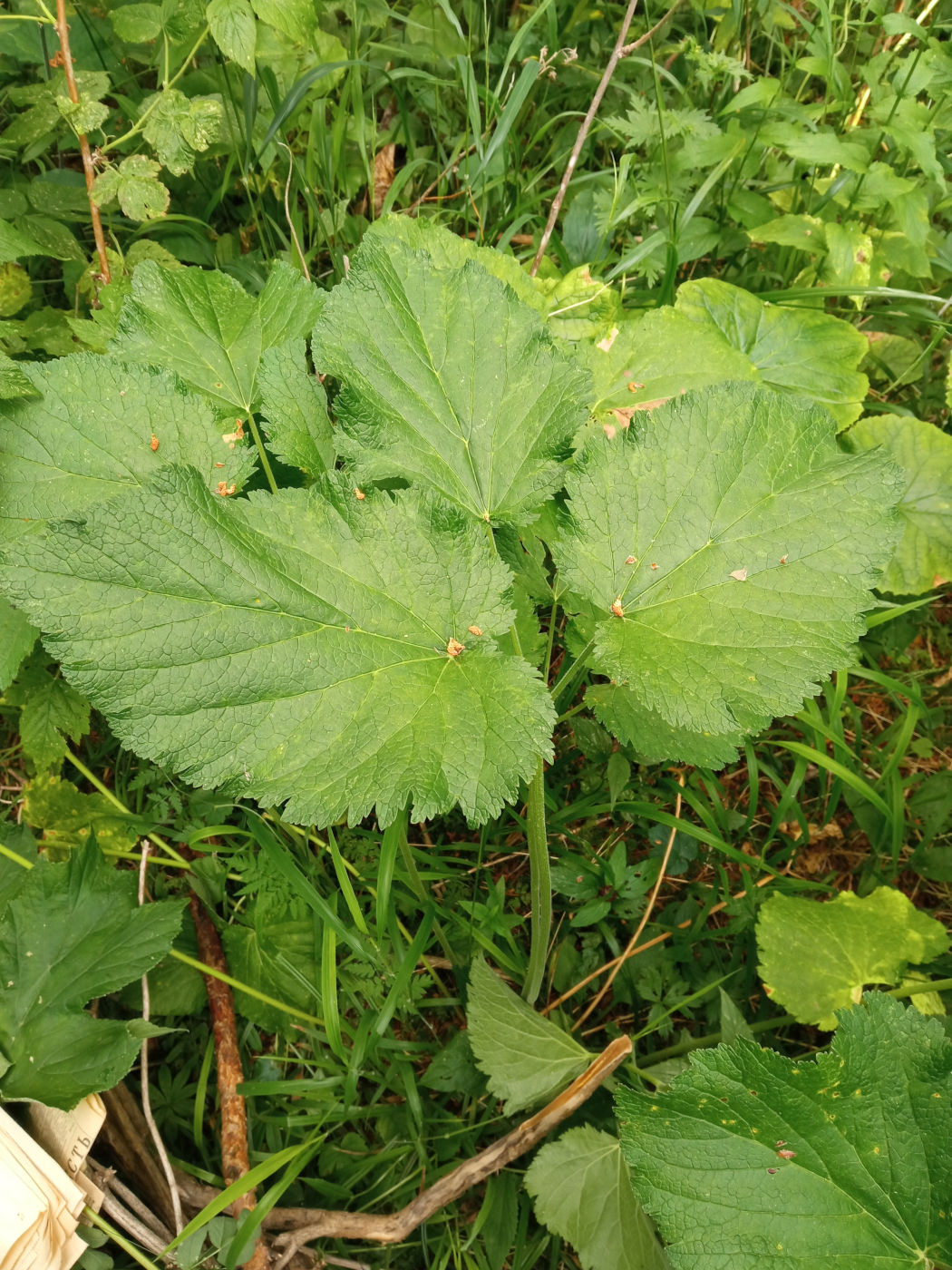 Image of Arafoe aromatica specimen.