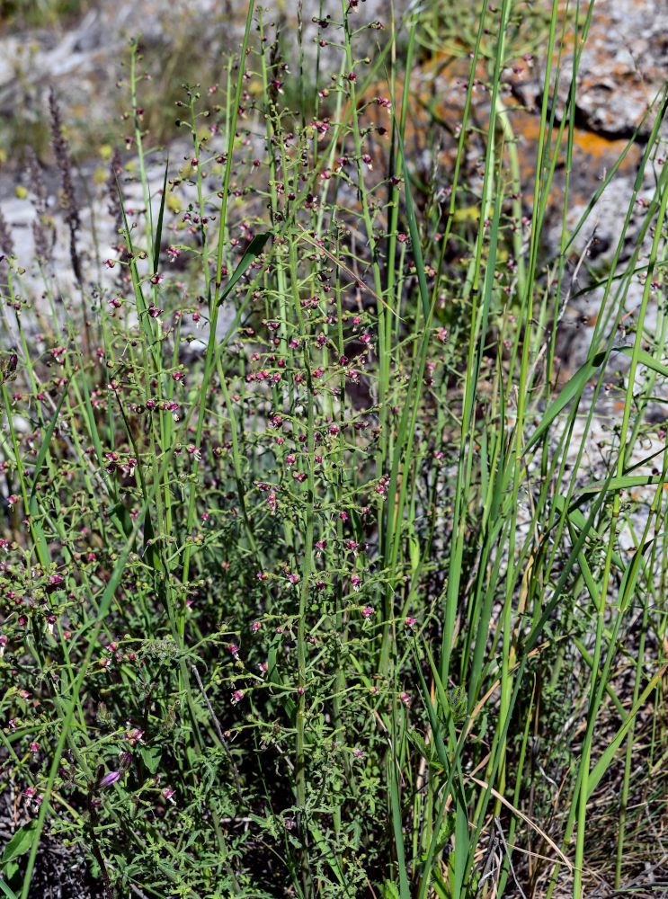 Image of Scrophularia variegata specimen.